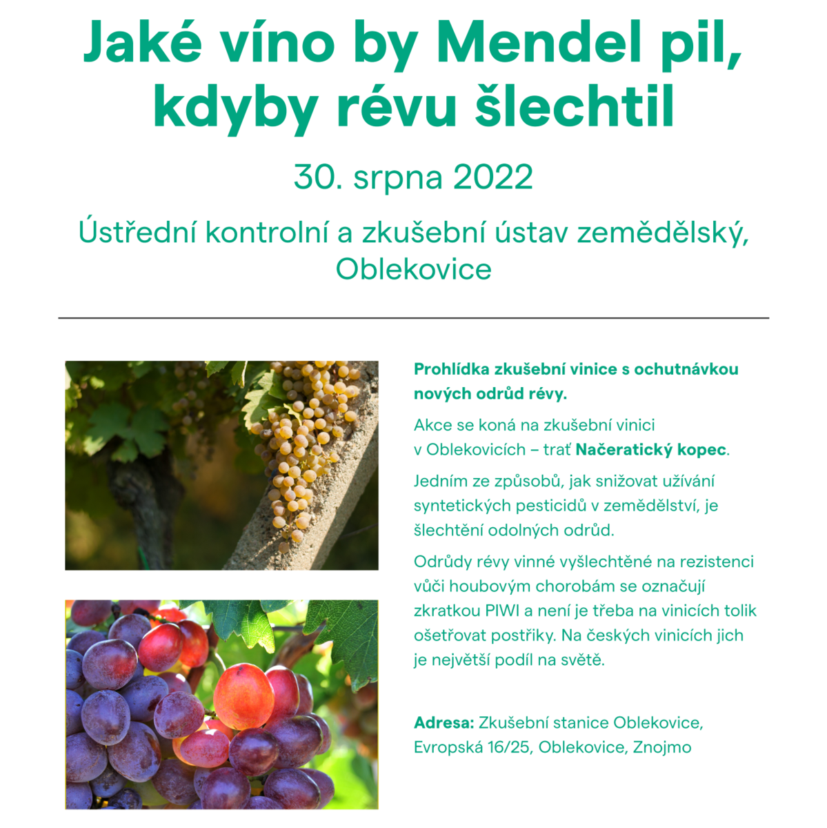 Jaké víno by Mendel pil, kdyby révu šlechtil – ÚKZÚZ Oblekovice
